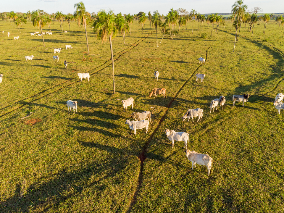 Na imagem, há a fotografia aérea de uma pastagem com um grupo de bovinos espalhados em diferentes pontos da vegetação, que está iluminada pela luz do sol.